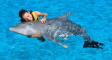 Sea Life Park Dolphin Royal Swim